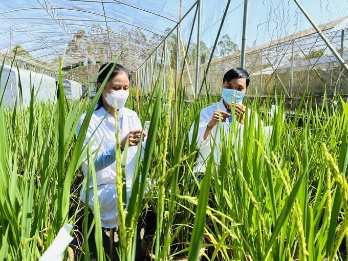 Rủi ro chính sách trong hợp tác công tư nghiên cứu, thương mại giống lúa