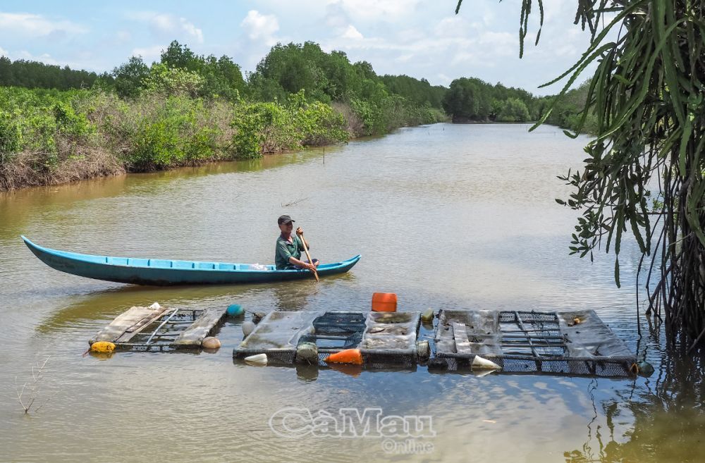 Nông dân một xã của Cà Mau đem loại cá biển này nuôi thả lan ở vuông tôm, hễ bắt lên bán là hết veo