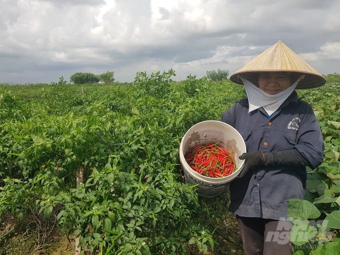 Giống ớt cay Hafam 6 rộng cửa xuất khẩu