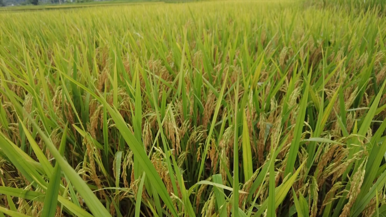 Đánh giá mô hình trình diễn phân bón hữu cơ Sông Lam Tây Bắc trên giống lúa thuần chất lượng Hà Phát 3
