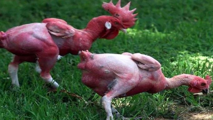 Kỳ lạ giống gà không lông độc nhất vô nhị trên thế giới