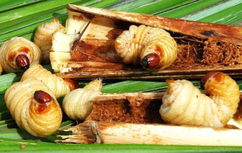 Đặc sản này trông mũm mĩm đáng sợ nhưng được nhiều người ưa chuộng ở Cà Mau