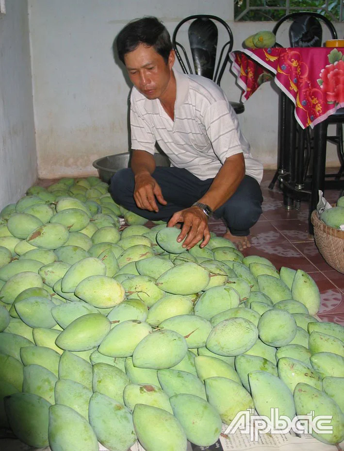 Ít người biết, dưới chân cầu Mỹ Thuận là nơi khai sinh ra loại xoài nổi danh cả Việt Nam, đó là loại xoài gì?