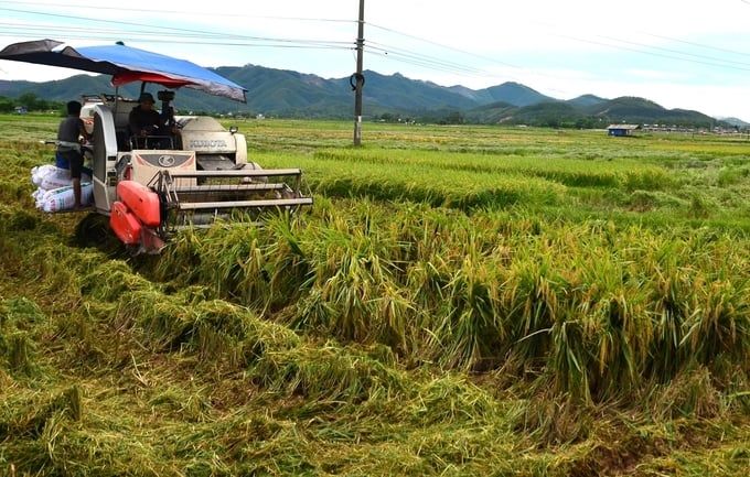 Phú Thọ có hơn 190 ha cây trồng nhiễm nặng sâu bệnh trong vụ xuân