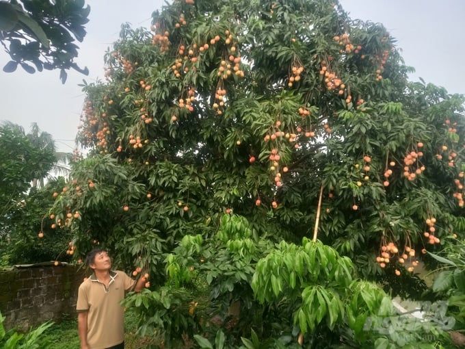 Chăm sóc cây vải lai trứng sau thu hoạch