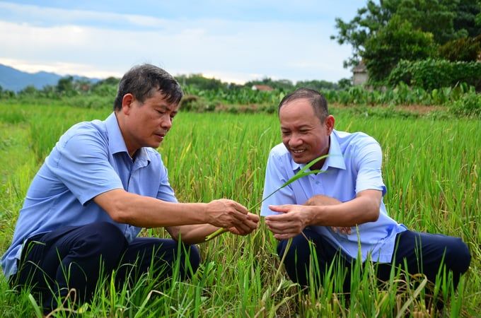 'Cánh đồng lười' cấy một lần thu hai vụ