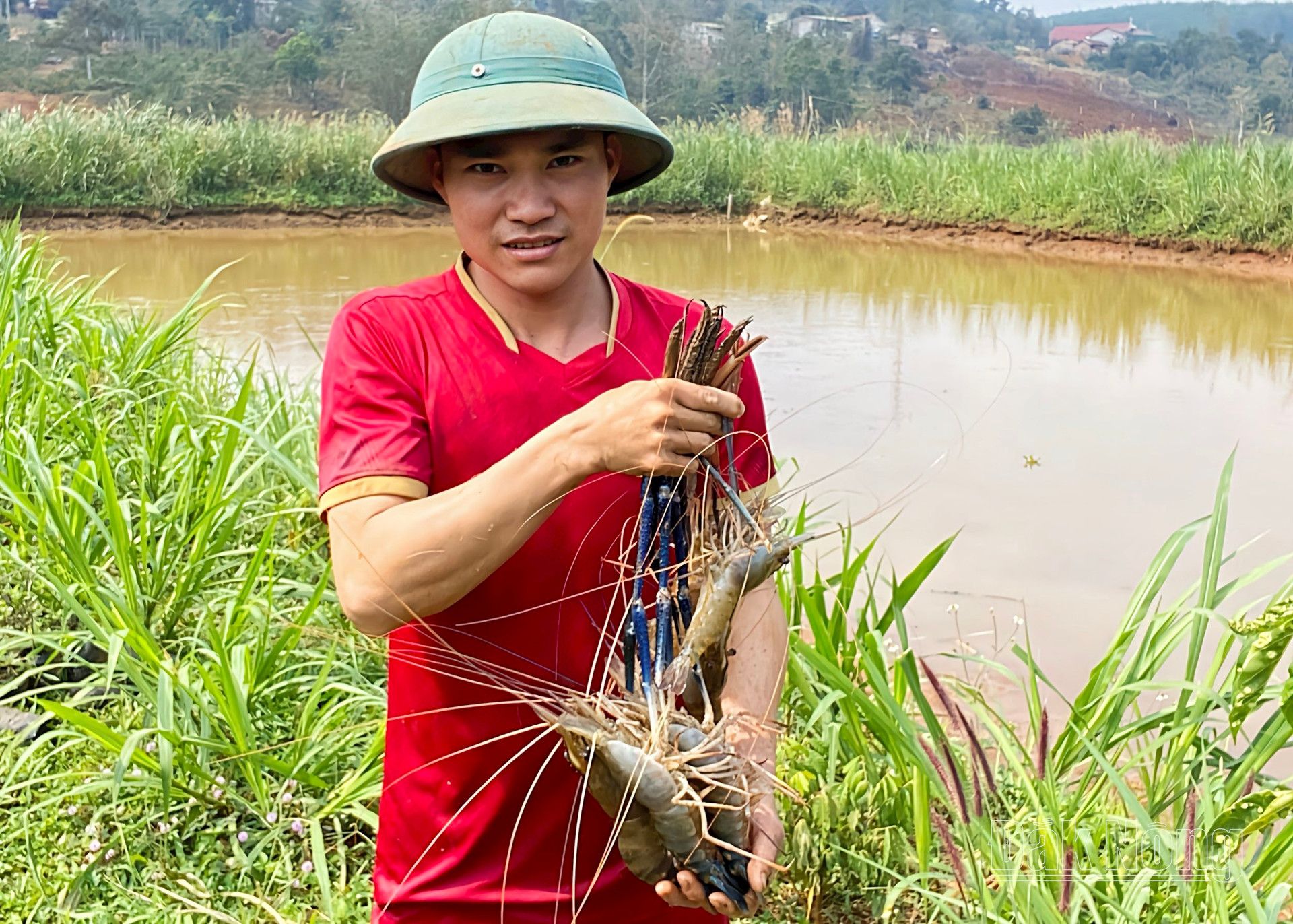 Cho tôm càng xanh 