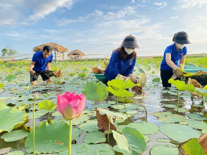 Đất trũng nở hoa sen