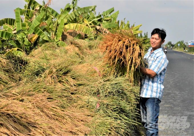 Nơi chúng tôi đến Con tôm sống hòa bình với cây lúa