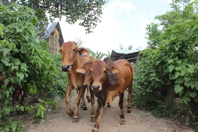 Nơi chúng tôi đến Chuyện ở ‘vương quốc bò’ Krông Pa