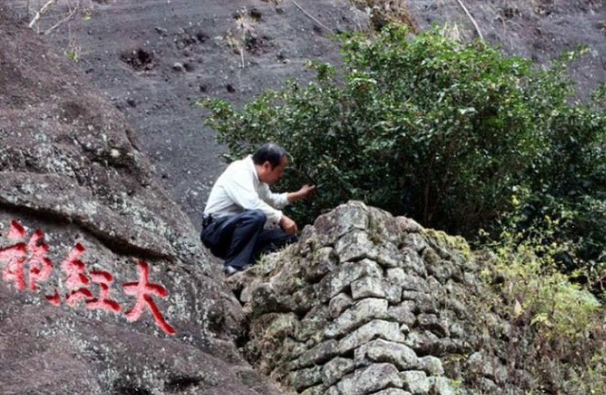 Điều chưa biết về loại lá cây “đắt hơn vàng ròng