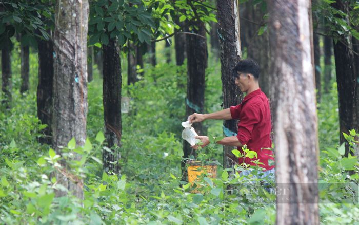 Giá mủ cao su tăng cao, nông dân phấn khởi sau thời gian dài chật vật