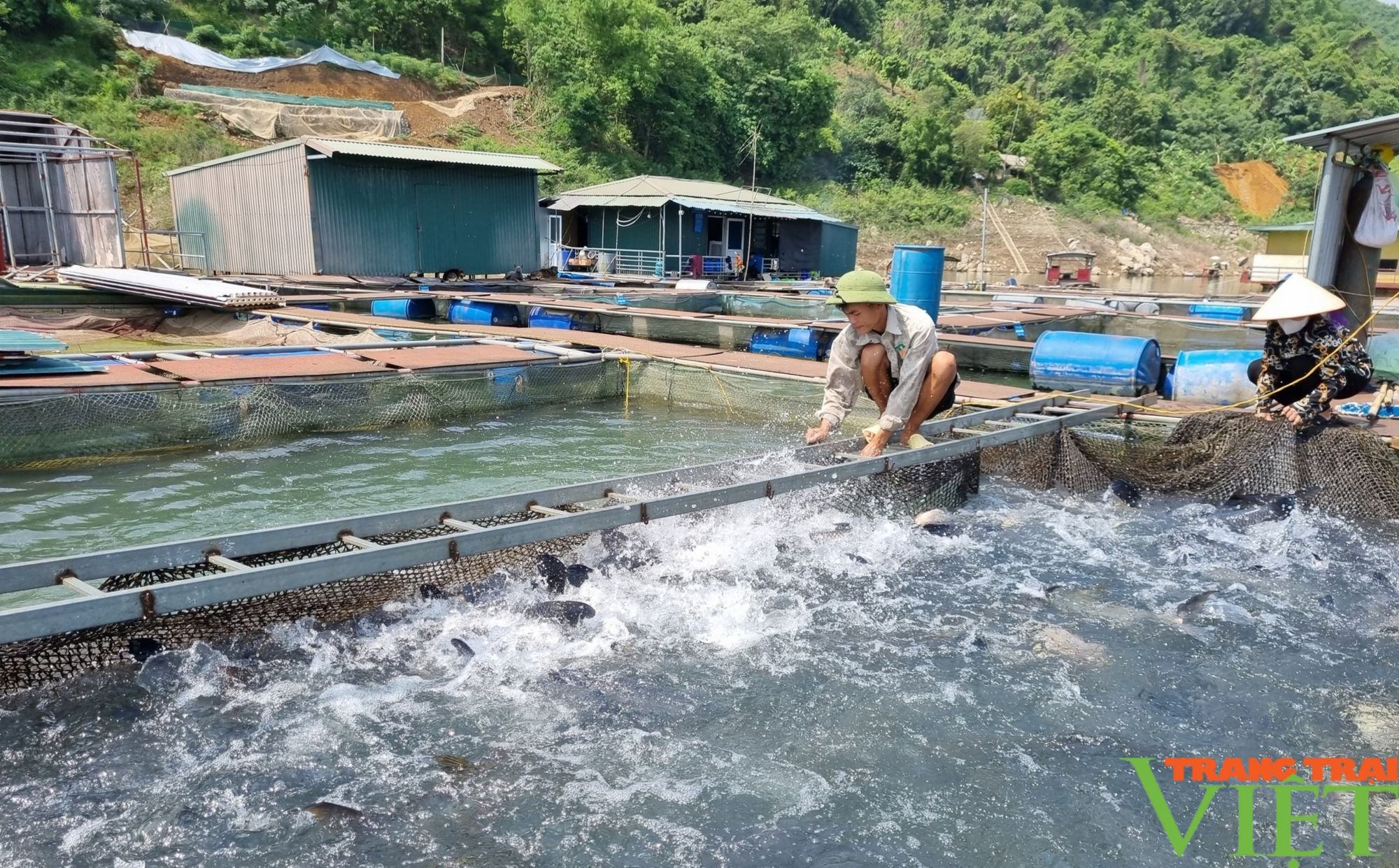 Hòa Bình xây dựng và phát triển sản phẩm OCOP thủy sản từ thế mạnh lòng hồ thủy điện