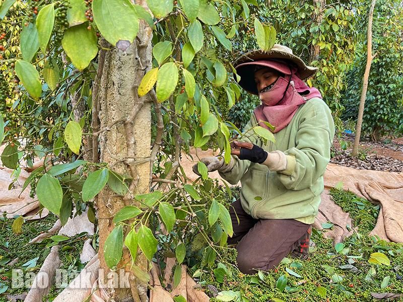 Kệ cho giá loại hạt này cứ tăng mải miết, nông dân trồng tiêu ở Đắk Lắk vẫn 