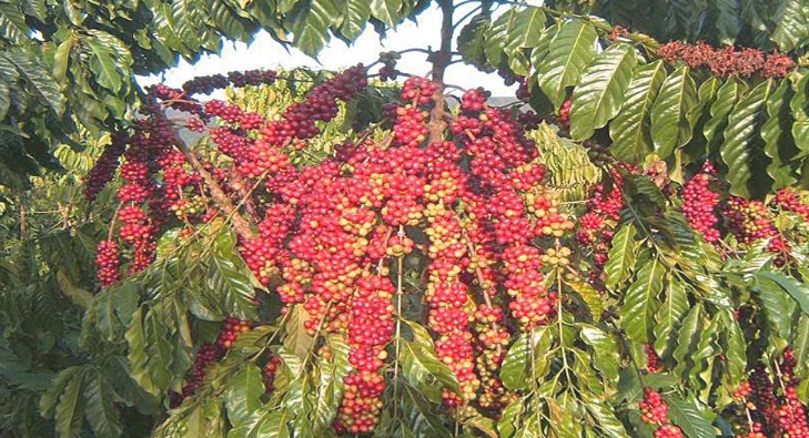 Robusta bước vào chu kỳ tăng giá mạnh mẽ trong 18 tháng qua