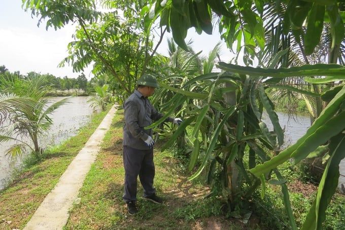 Kỹ sư điện đam mê nông nghiệp sinh thái