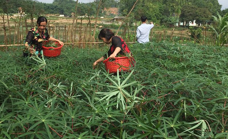 Loại lá cây này xưa dân nghèo ăn đỡ đói, nay làm cách này hóa rau đặc sản vạn người thèm