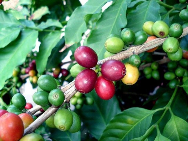 Giá cà phê tiếp tục tăng mạnh phiên cuối tuần, Robusta vượt mức lịch sử