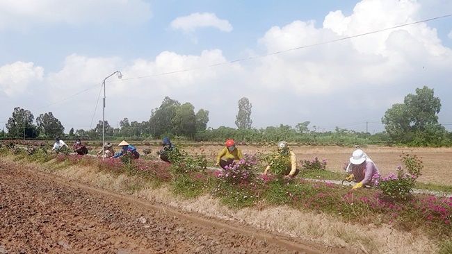 Đường hoa nông thôn mới ở một nơi của Tiền Giang đẹp như phim, hoa giấy, hoa mười giờ, hoa dừa cạn mê ly