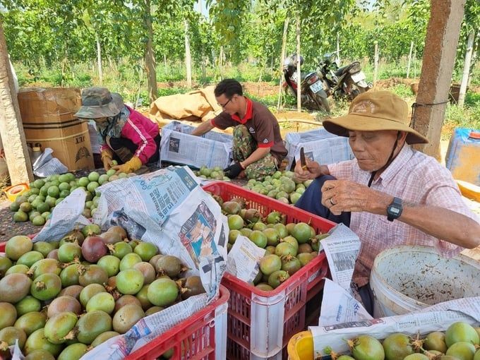 Tìm hướng phát triển ổn định, bền vững cho chanh dây