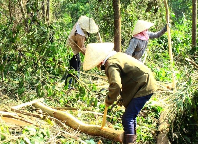 Lan tỏa phong trào trồng rừng gỗ lớn