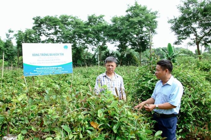 Phát triển vùng cây dược liệu trên quê hương 'khoán hộ'