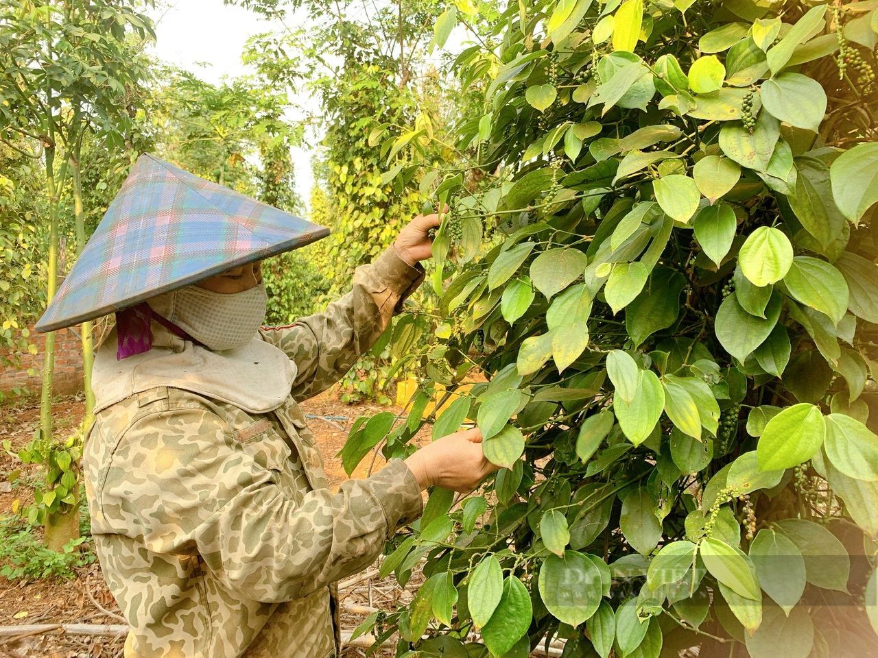 Một loại hạt của Việt Nam chiếm thị phần lớn tại Mỹ nhờ mức giá tốt và chất lượng cao