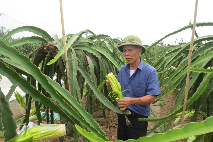 Thanh long quả to, ngọt mát nhờ sản xuất hướng hữu cơ