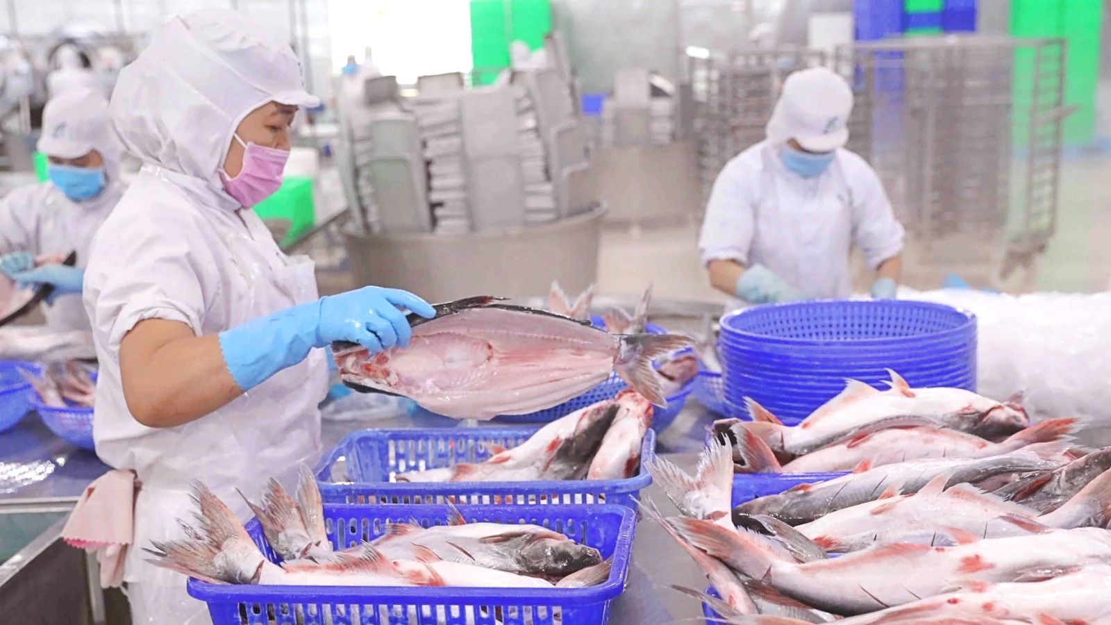 Một doanh nghiệp xuất khẩu thủy sản thu vượt 1.000 tỷ đồng trong tháng 6, cá tra đóng góp gần một nửa