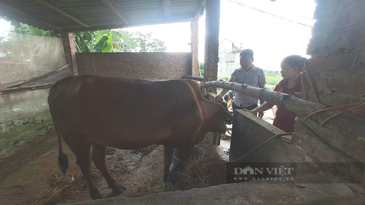 Thái Nguyên: Hỗ trợ bà con trồng trám đen, nuôi bò sinh sản, nhiều hộ ở huyện Phú Bình vươn lên thoát nghèo