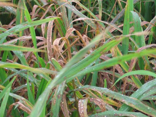 BỆNH ĐẠO ÔN - Rice blast disease