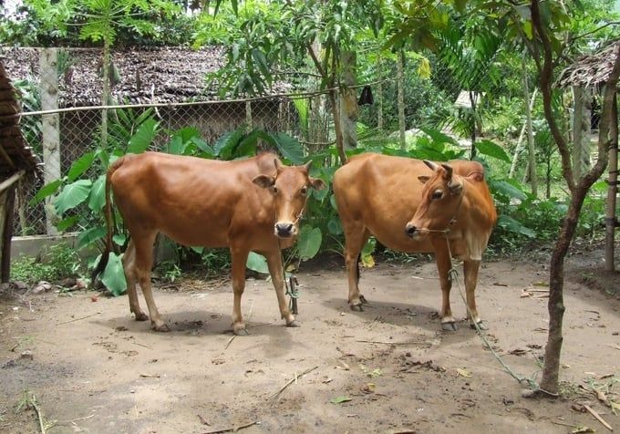 Tiêm 200.000 liều vacxin ngăn dịch bệnh bùng phát trên đàn gia súc