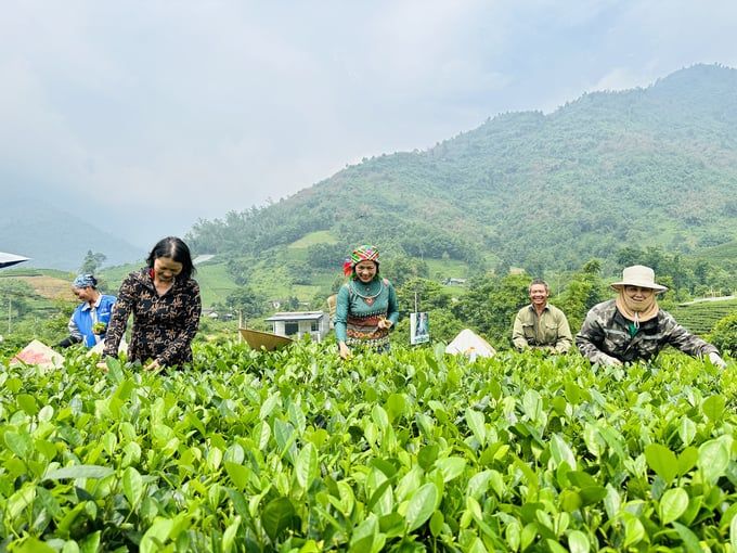 Dòng chè mang hương hoa rừng sườn đông Tam Đảo