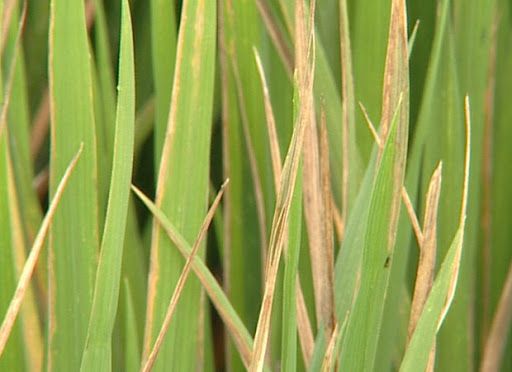 Cháy bìa lá lúa - Rice leaf blight