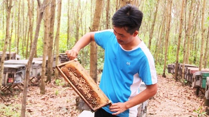 Vất vả nghề nuôi ong du mục