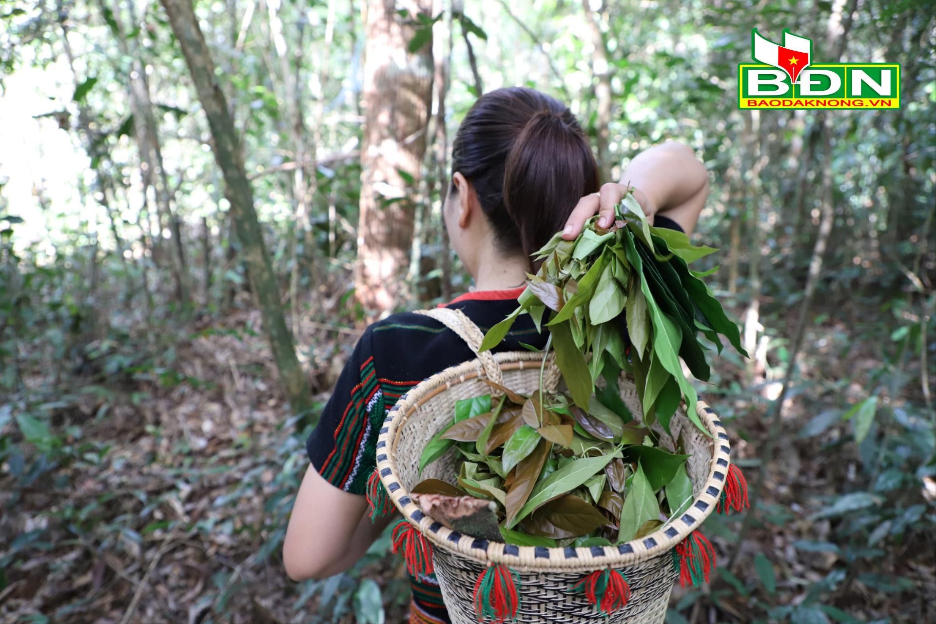 Vô rừng ở Đắk Nông, dân chặt thứ dây, loại lá từ cây mọc hoang dại về làm món đặc sản hễ ăn là mê