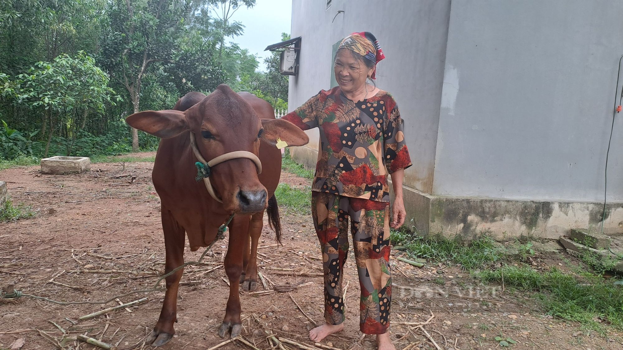 Thái Nguyên: Hỗ trợ bò sinh sản, tạo sinh kế giúp nhiều bà con TP.Sông Công dần thoát nghèo