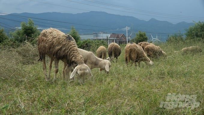 Tập huấn nuôi cừu thích ứng biến đổi khí hậu