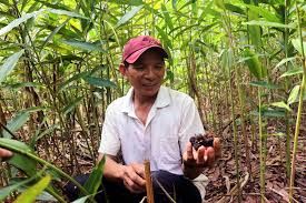 Sơn La: Tại sao người dân chặt bỏ không thương tiếc một loại cây từng cho thu nhập hàng trăm triệu đồng/ha?