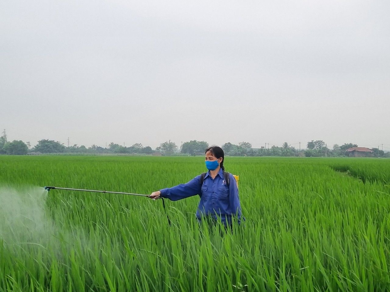 Hơn 1.200ha lúa mùa bị sâu cuốn lá gây hại, ngành Nông nghiệp Phú Thọ cảnh báo điều gì?