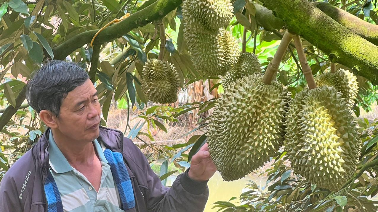 Nhanh tay chuyển hướng trồng sầu riêng VietGAP, lão nông Lâm Đồng được doanh nghiệp đặt cọc, doanh thu 8 tỷ đồng