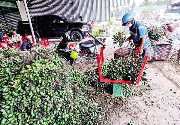 Thương nhân Trung Quốc lại lùng mua, giá thứ quả hay trồng quanh ngõ, ven rào ở Việt Nam tăng gần 5 lần