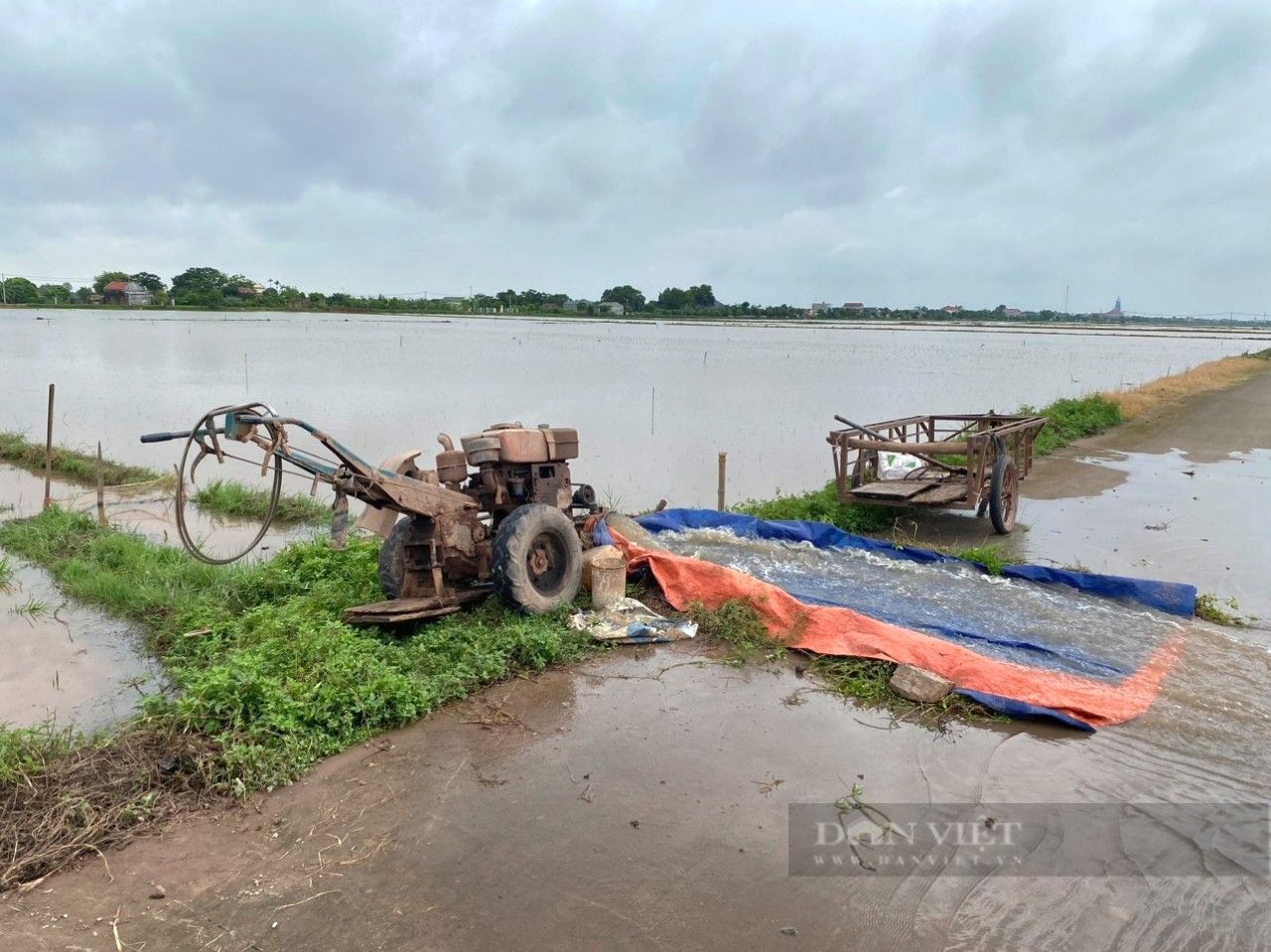 Một huyện ở Ninh Bình toàn bộ diện tích lúa mùa đã gieo cấy bị ngập úng hoàn toàn