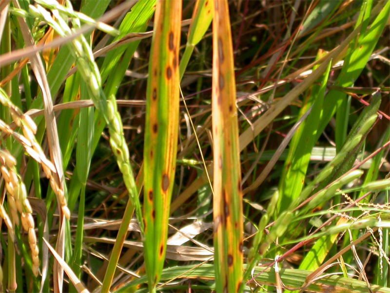 Bệnh tiêm đọt sần - Brown left spot of rice