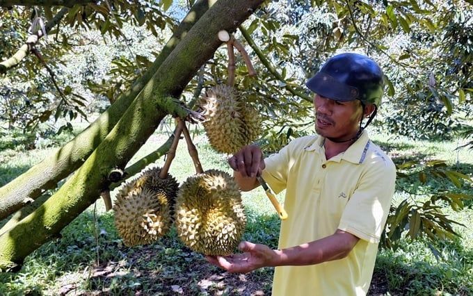 Sầu riêng Khánh Sơn được mùa, giá cao, nông dân lãi tiền tỷ