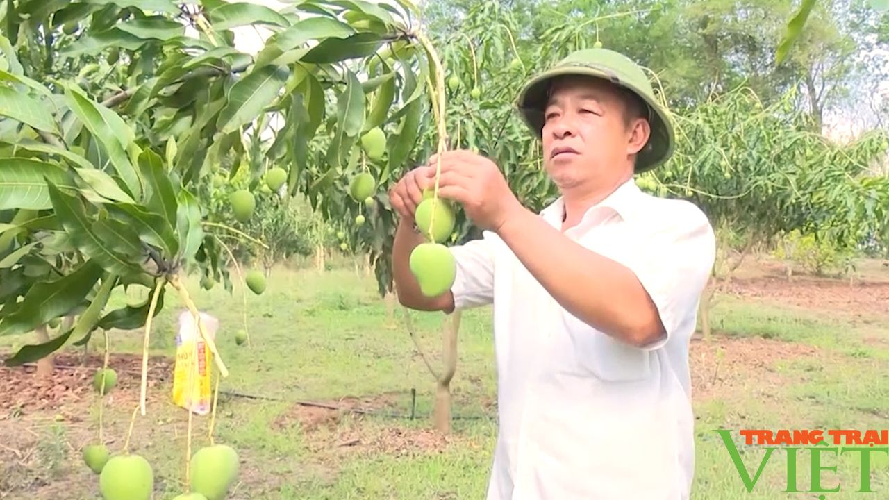 Yên Châu: Nâng cao hiệu quả mô hình kinh tế tập thể, HTX