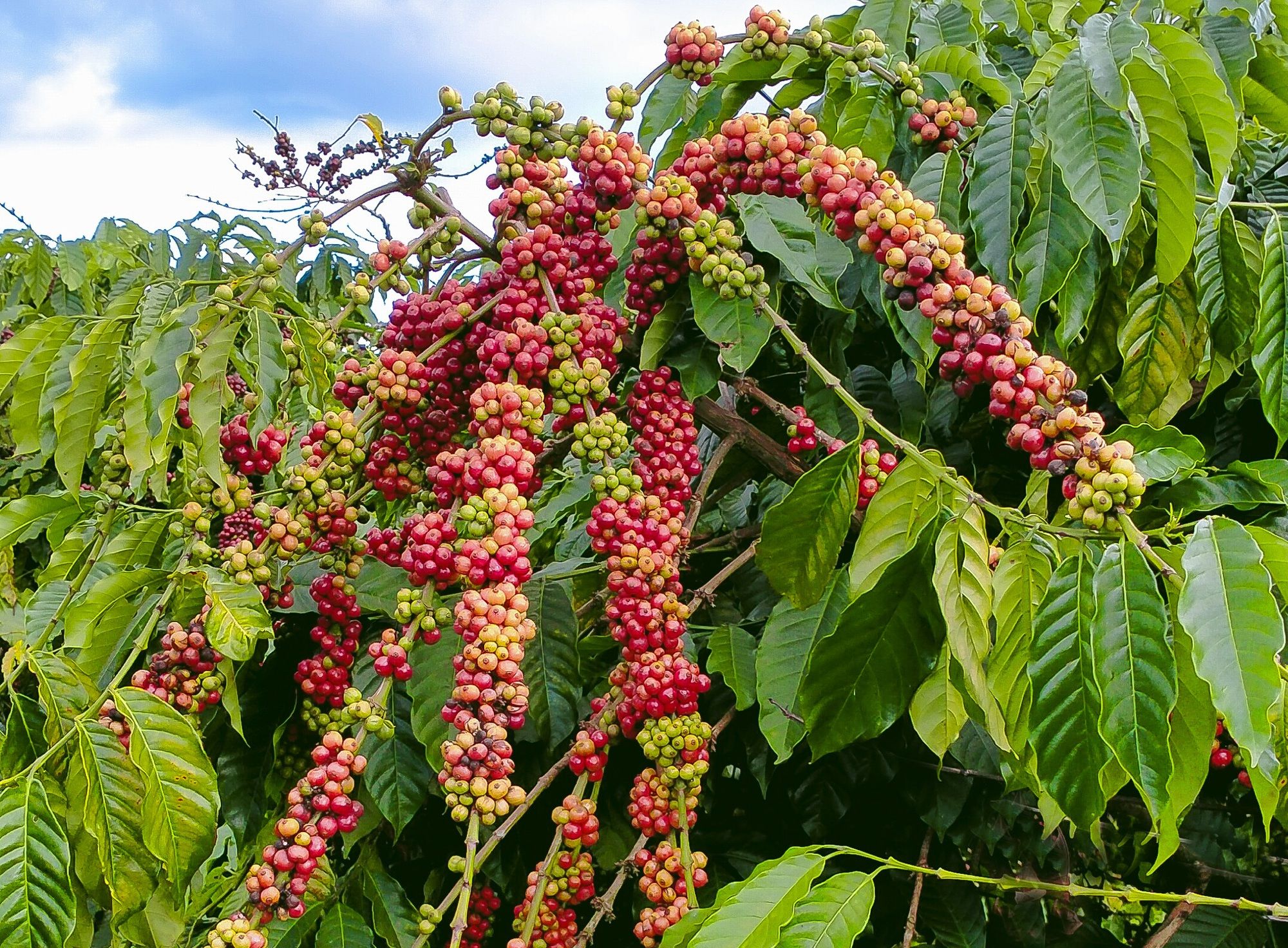 Giá Robusta đạt mức cao nhất 4 tuần do xuất khẩu từ Việt Nam chậm lại