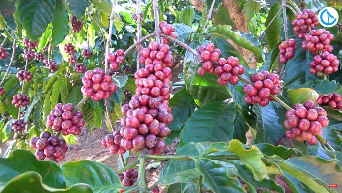 Giá Robusta lập đỉnh lịch sử mới, Arabica đạt mức cao nhất 2,5 tháng