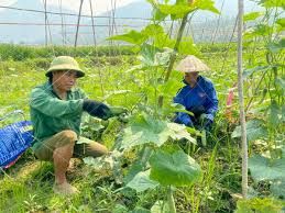 Nông thôn Tây Bắc: Phát triển sản xuất nông nghiệp hàng hóa tập trung, nông dân Phong Thổ có thu nhập khá