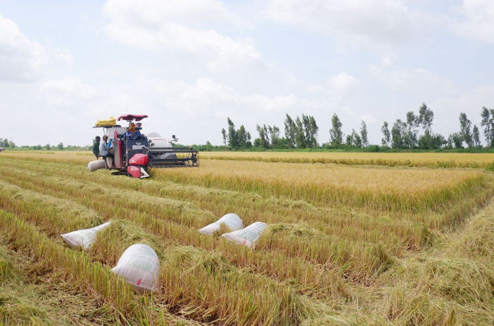 Giá lúa vẫn neo cao, làm lúa sạch còn được trả thêm tiền, nông dân Long An lãi 25 - 38 triệu đồng/ha